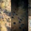 Cavaliere a cavallo scopre centinaia di altoparlanti alimentati a energia solare sul Monte Shasta