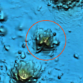 Avvistamenti UFO giornalieri: antica piramide aliena trovata sotto l'oceano a 15 miglia di distanza! Google Earth lo ha offuscato! Notizie sugli avvistamenti UFO.